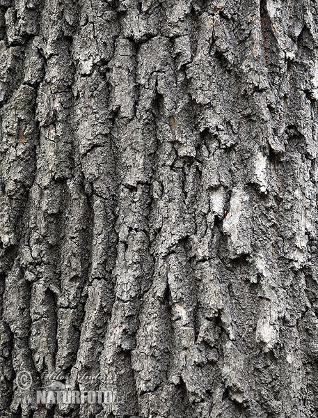 European ash, Common ash (Fraxinus excelsior)