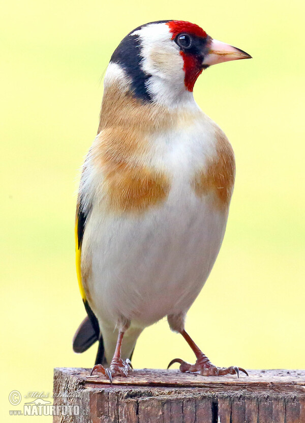 European goldfinch, Goldfinch (Carduelis carduelis)