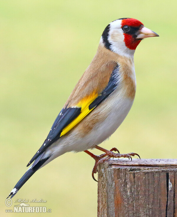 European goldfinch, Goldfinch (Carduelis carduelis)