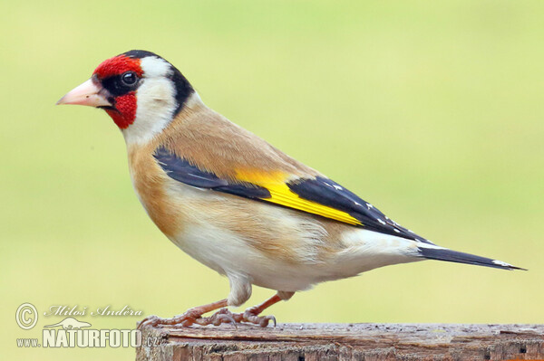 European goldfinch, Goldfinch (Carduelis carduelis)