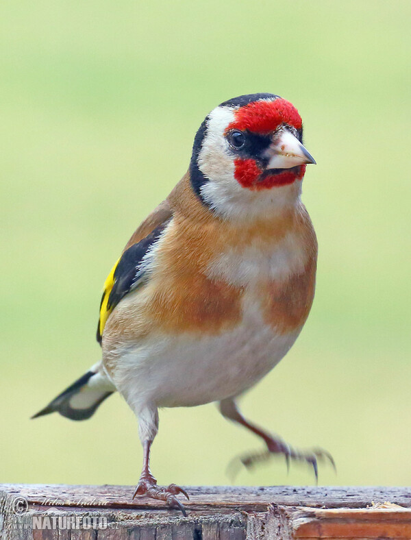 European goldfinch, Goldfinch (Carduelis carduelis)