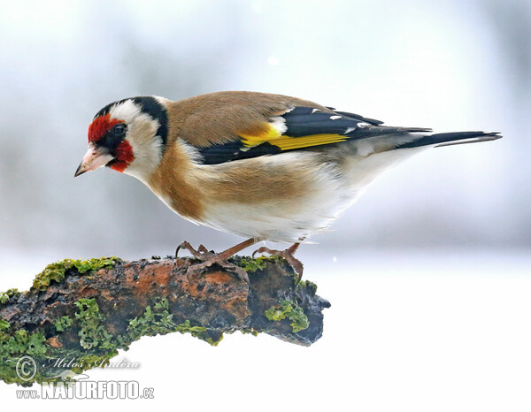 European goldfinch, Goldfinch (Carduelis carduelis)