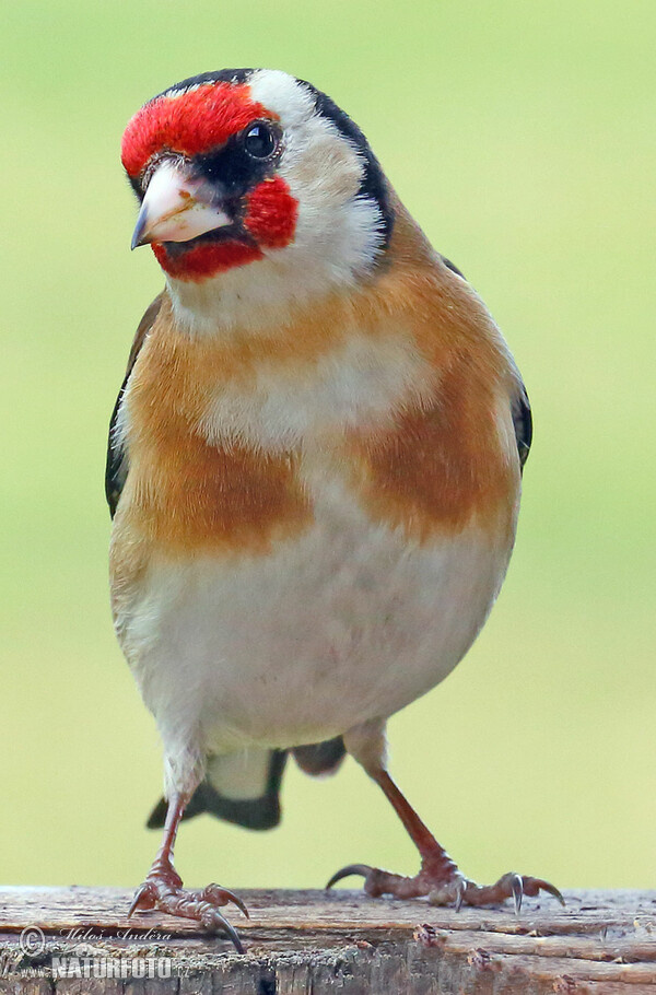 European goldfinch, Goldfinch (Carduelis carduelis)