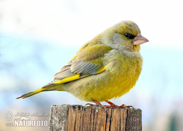 European greenfinch, Greenfinch (Chloris chloris)