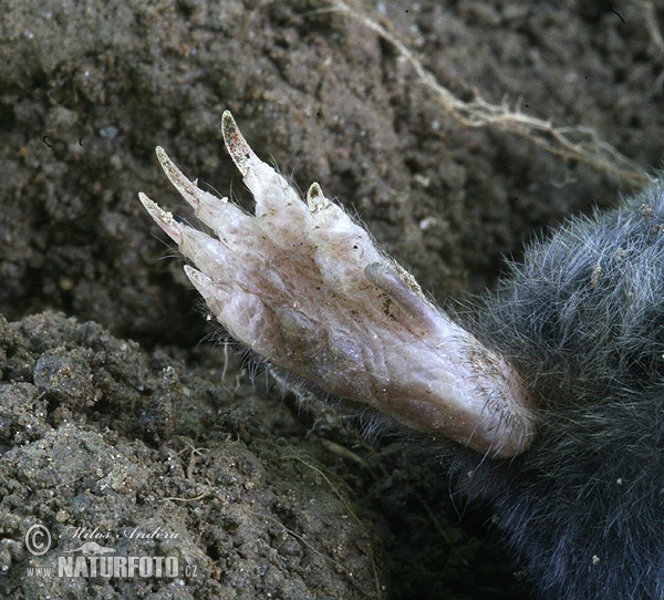 European Mole (Talpa europaea)
