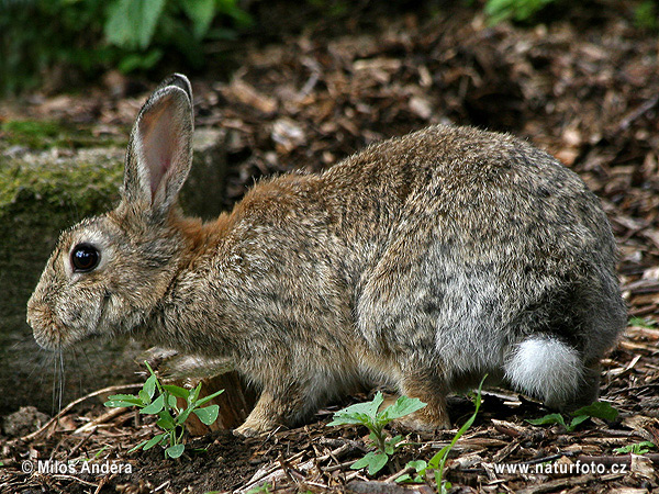 European Rabbit, Common Rabbit (Oryctolagus cuniculus)