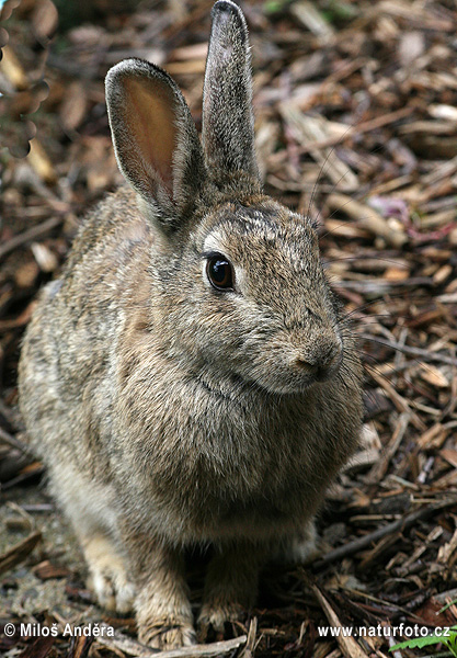 European Rabbit, Common Rabbit (Oryctolagus cuniculus)
