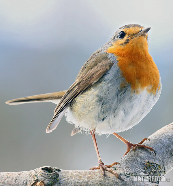 European robin (Erithacus rubecula)