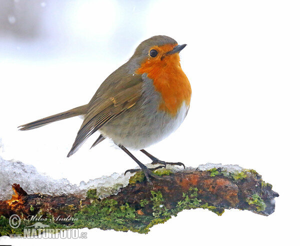 European robin (Erithacus rubecula)