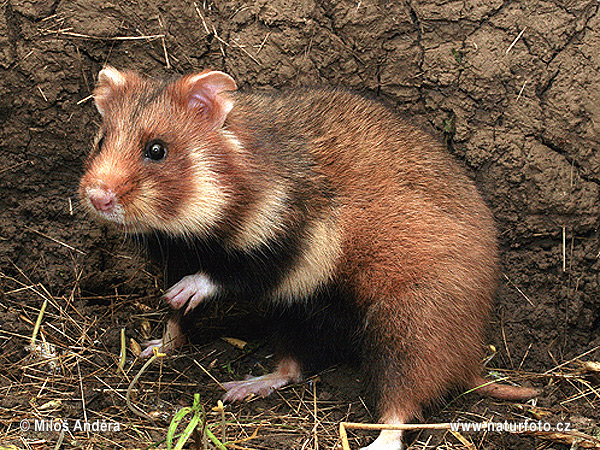 Europeisk hamster