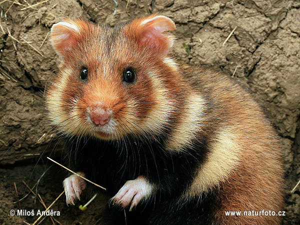 Europeisk hamster