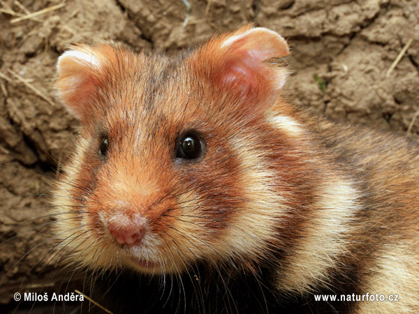 Europeisk hamster