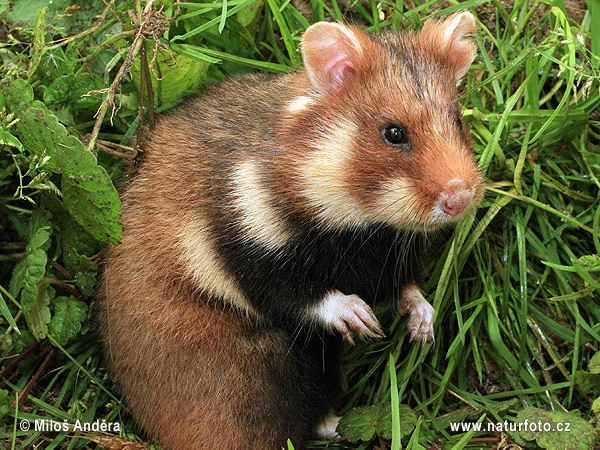 Europeisk hamster