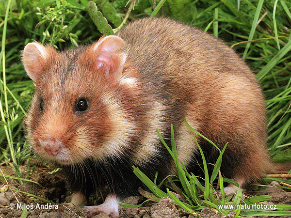 Europeisk hamster