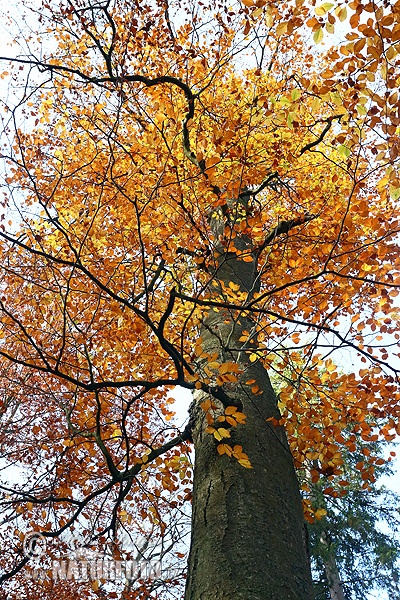 Fagus sylvatica