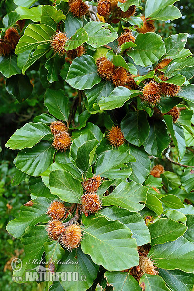 Fagus sylvatica