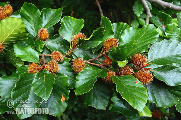 Fagus sylvatica