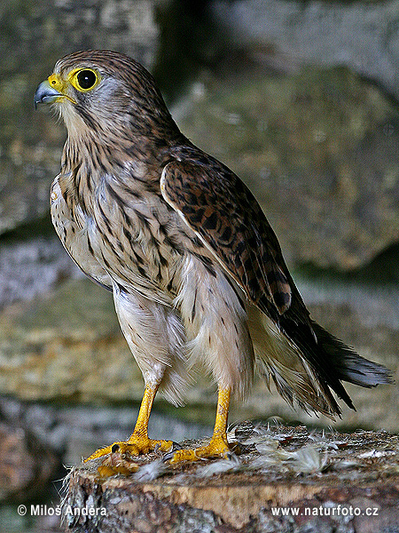 Falco tinnunculus