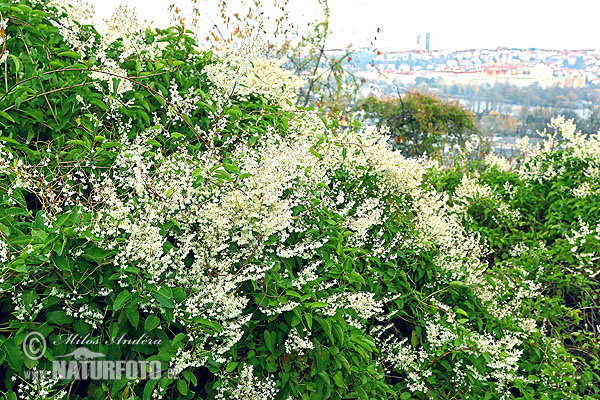 Fallopia aubertii