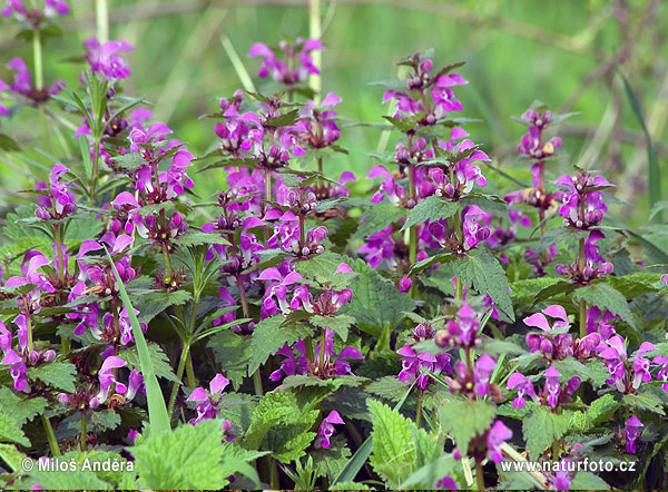 Falsa ortica purpurea, Làmio purpurea