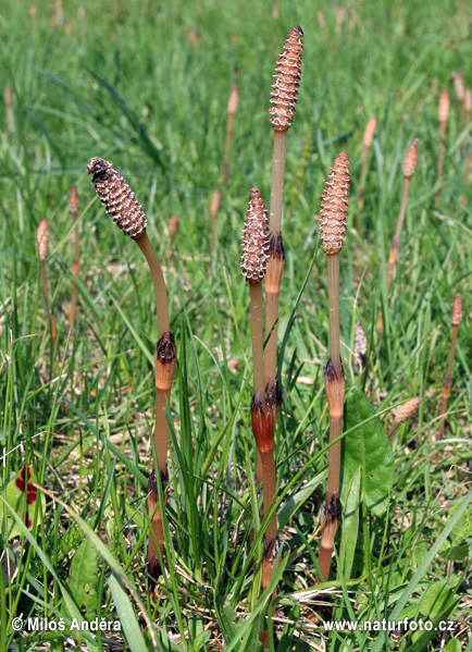 Field Horsetail, Common Horsetail (Equisetum arvense)