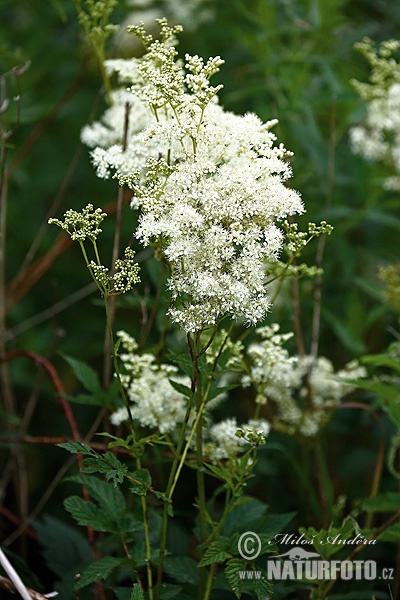 Filipendula ulmaria