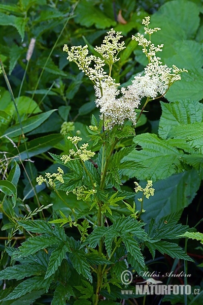 Filipendula ulmaria