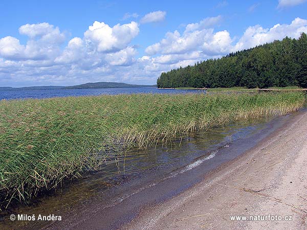 Finlandiya