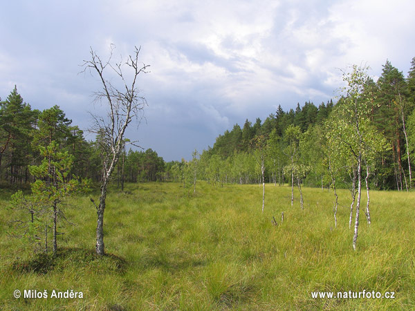 Finlandiya