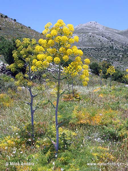 Finocchiaccio, Ferla