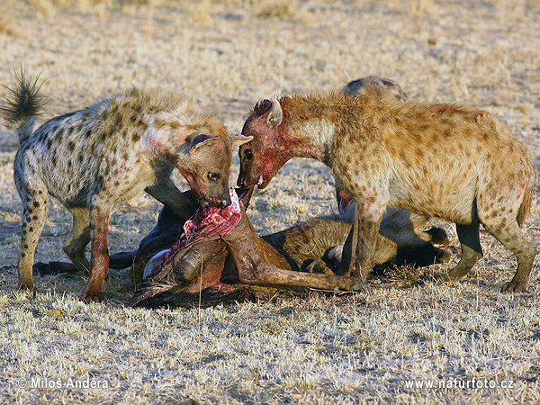 Fläckig hyena