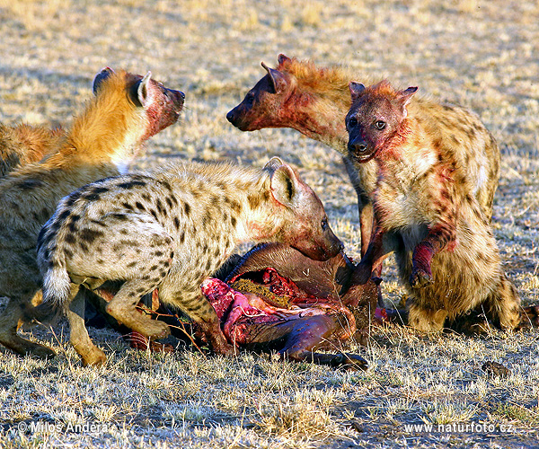 Fläckig hyena