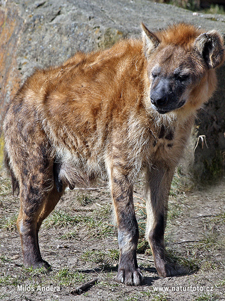 Fläckig hyena