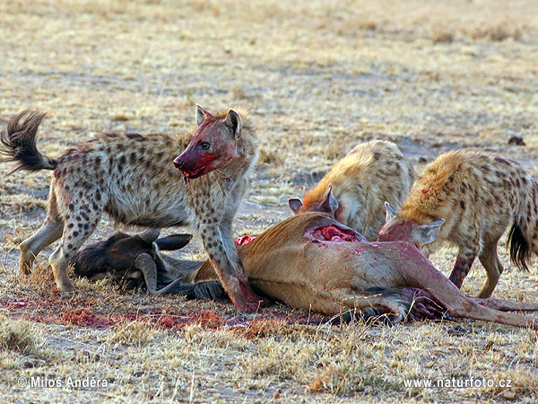 Fläckig hyena