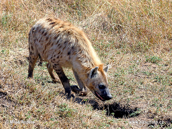 Fläckig hyena