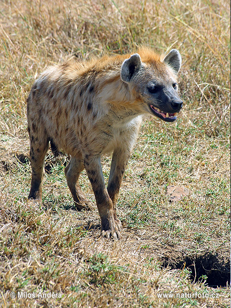 Fläckig hyena