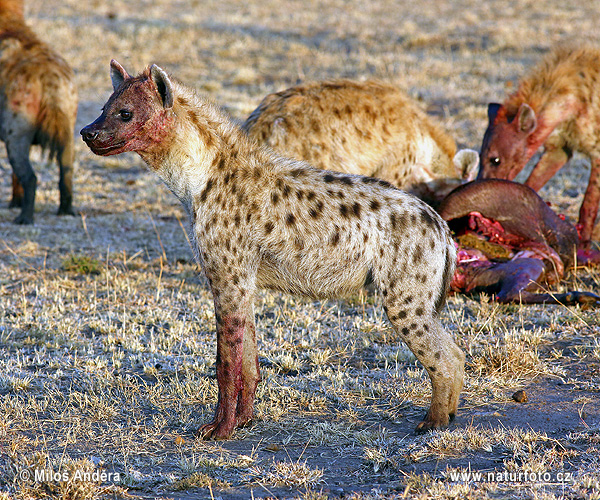 Fläckig hyena