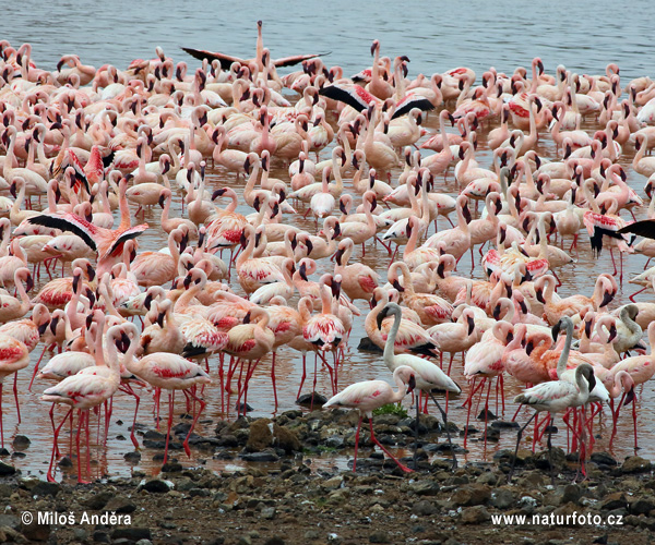 Flamingo-pequeno