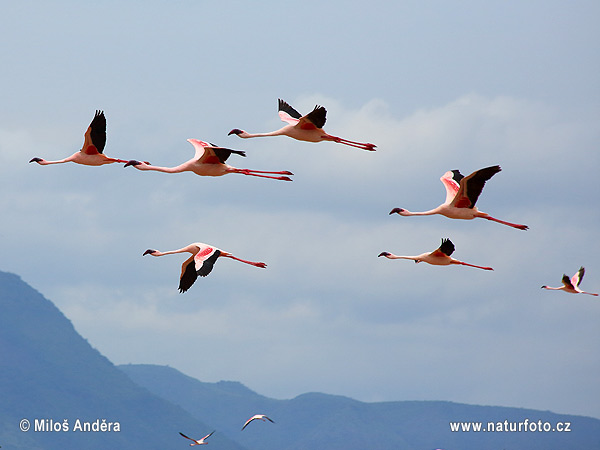 Flamingo-pequeno