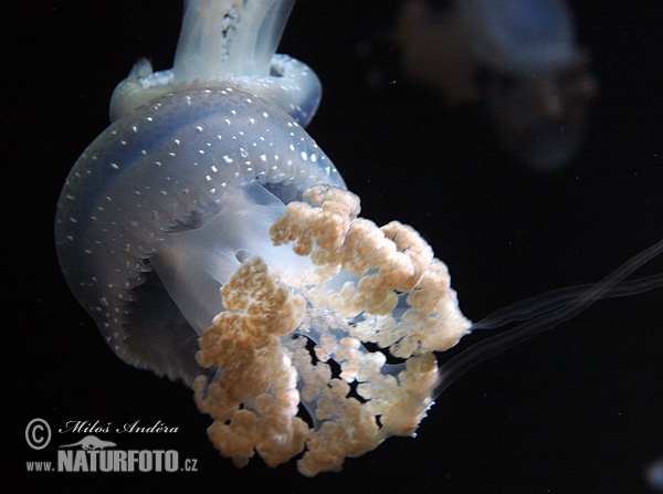 Floating bell, Australian spotted jellyfish, white-spotted jellyfish (Phyllorhiza punctata)