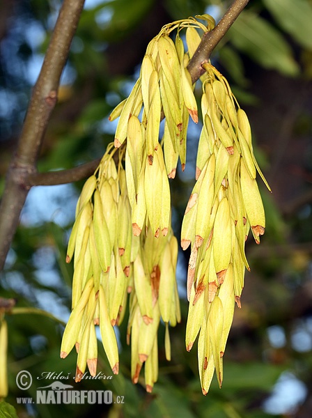 Fraxinus excelsior