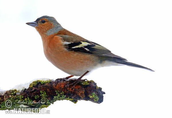 Fringilla coelebs