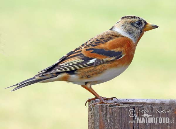 Fringilla montifringilla