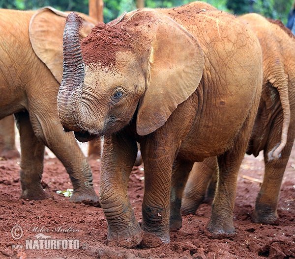 Gajah semak afrika