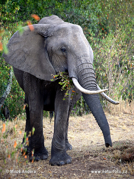 Gajah semak afrika