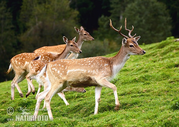 Gamo europeo