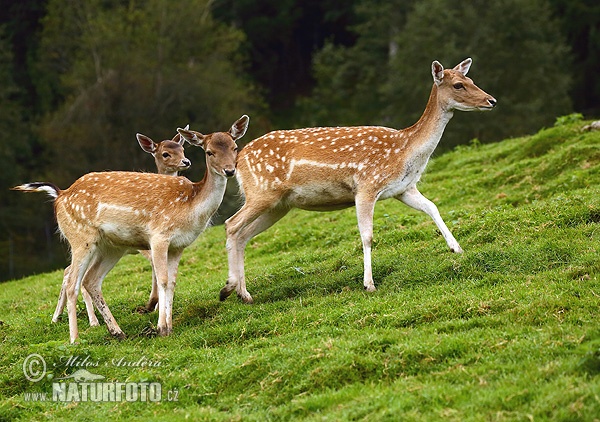 Gamo europeo