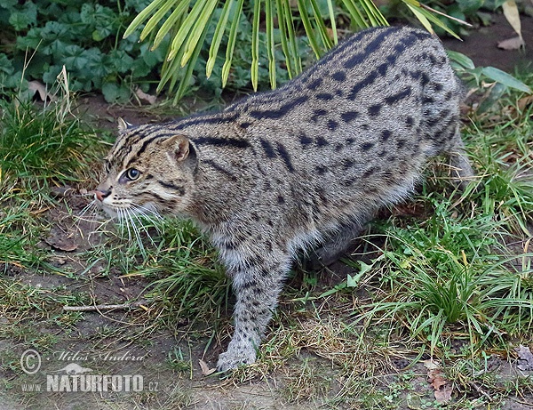 Gato pescador