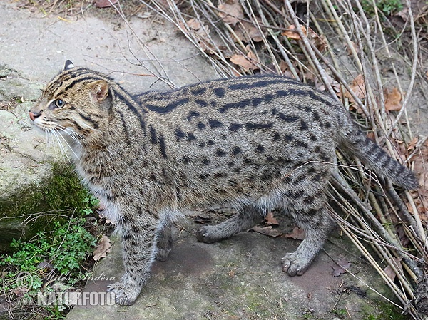 Gato pescador