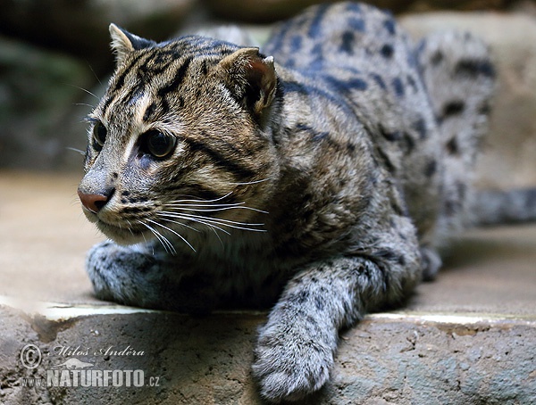 Gato pescador